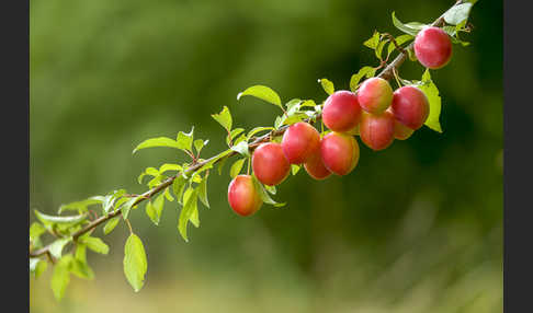 Mirabelle (Prunus domestica subsp. Syriaca)